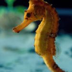 aquarium-sealife-val-deurope-hyppocampe