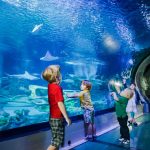aquarium-sealife-val-deurope-requins