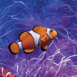 aquarium-sealife-valdeurope-clownfish