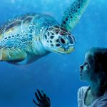 tortue-aquarium-sealife-valdeurope