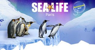 sea-life-ile-manchots-2017-nouveauté-idee-sortie
