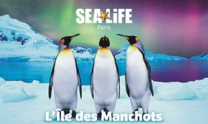 ile-des-manchots-arrivee-manchots-royaux-annonce-sea-life