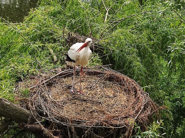 naturoparc-sortie-famille-alsace-grand-est-cigognes-nature-parc-animalier-reserve-1