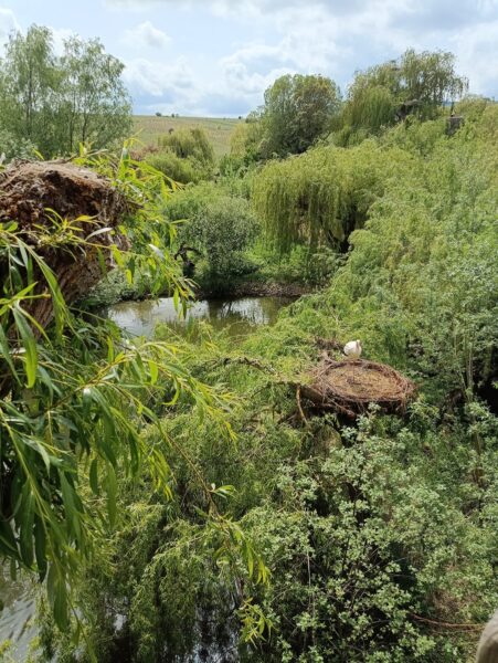 naturoparc-sortie-famille-alsace-grand-est-cigognes-nature-parc-animalier-reserve-2