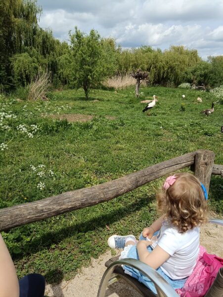 naturoparc-sortie-famille-alsace-grand-est-cigognes-nature-parc-animalier-reserve-3