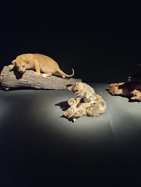 museum-national-dhistoire-naturelle-exposition-felins-sortie-famille-avis-review-1