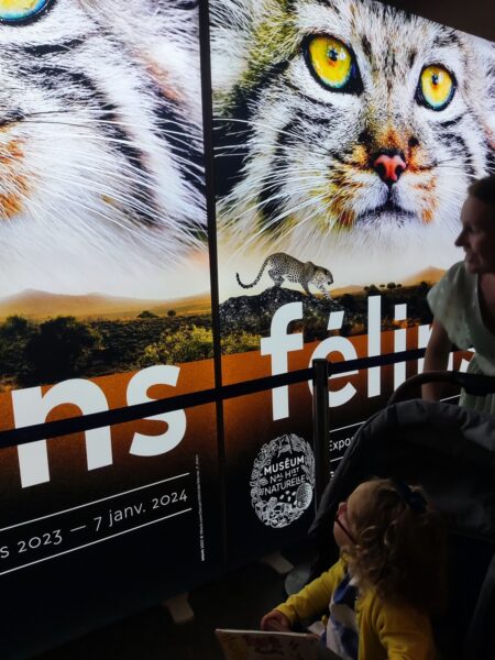 museum-national-dhistoire-naturelle-exposition-felins-sortie-famille-avis-review-3