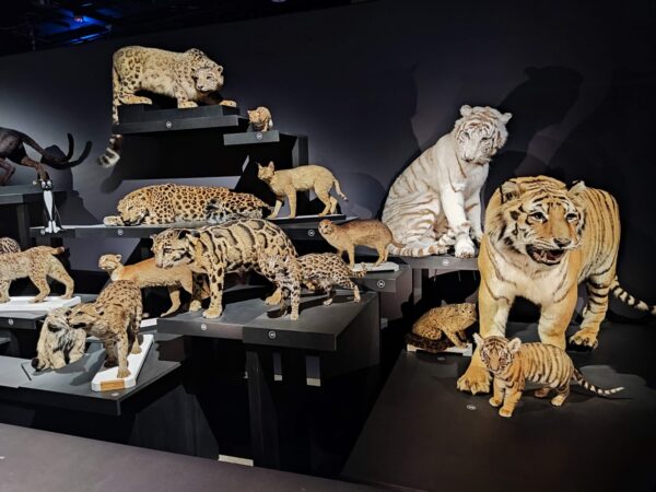 museum-national-dhistoire-naturelle-exposition-felins-sortie-famille-avis-review-5