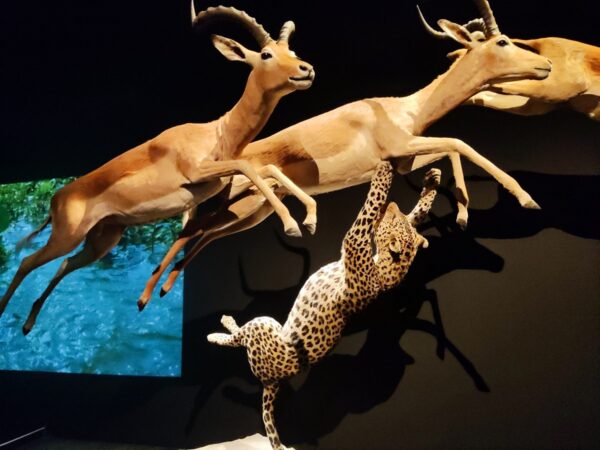 museum-national-dhistoire-naturelle-exposition-felins-sortie-famille-avis-review-6